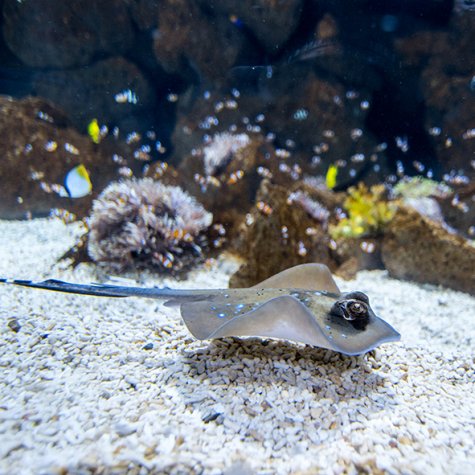 Aquarium Poema del Mar (Poème de la Mer) 