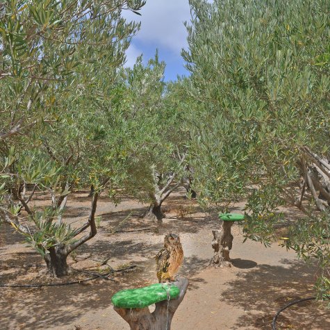 Visite Premium : Huile, Olives, Rhum & Bananes