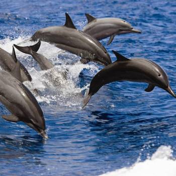 Dolphin Search Trip 