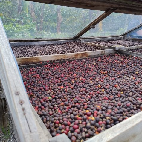 Premium – Café, Mojo, rhum et bananes