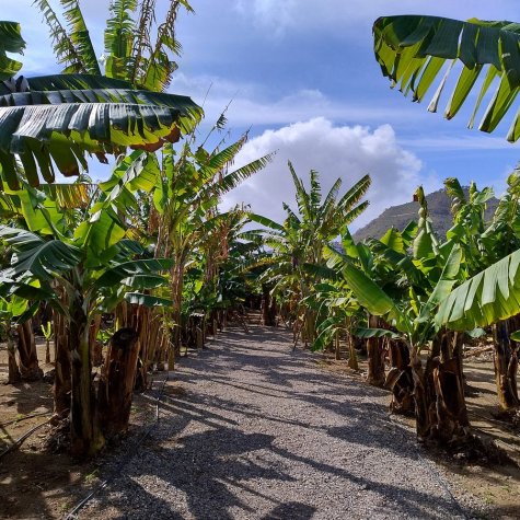 Premium – Café, Mojo, rhum et bananes