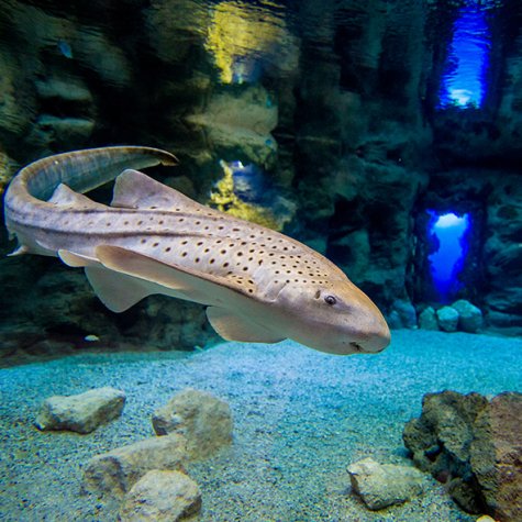 Aquarium Poema del Mar (Poème de la Mer) 